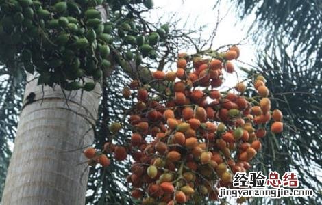 槟榔种植的注意事项和禁忌 槟榔种植的注意事项