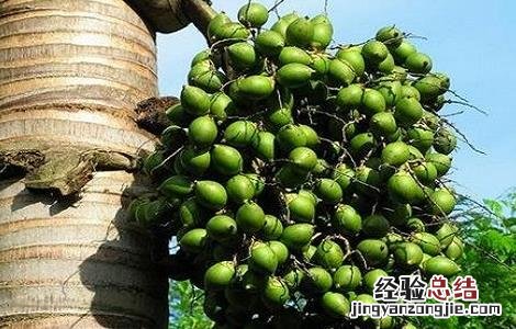 槟榔种植的注意事项和禁忌 槟榔种植的注意事项