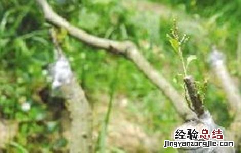 嫁接杨梅的最佳时间 杨梅的嫁接时间和方法