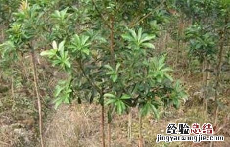 嫁接杨梅的最佳时间 杨梅的嫁接时间和方法