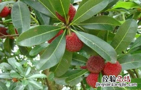 嫁接杨梅的最佳时间 杨梅的嫁接时间和方法