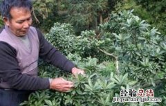 嫁接杨梅的最佳时间 杨梅的嫁接时间和方法