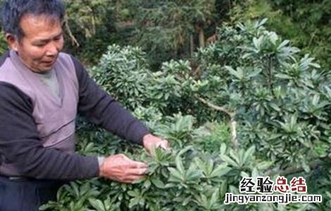 嫁接杨梅的最佳时间 杨梅的嫁接时间和方法