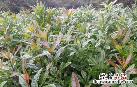 如何提高杨梅种植的成活率 提高杨梅苗移栽成活率
