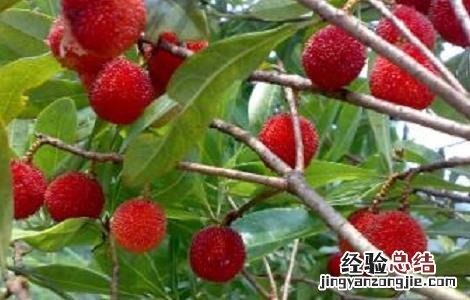 如何提高杨梅种植的成活率 提高杨梅苗移栽成活率