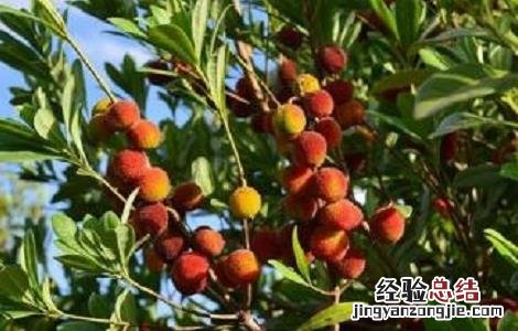 如何提高杨梅种植的成活率 提高杨梅苗移栽成活率