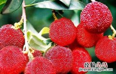 如何提高杨梅种植的成活率 提高杨梅苗移栽成活率