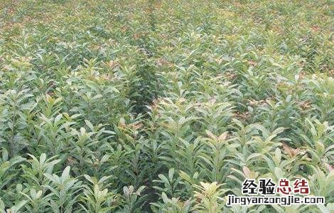 如何提高杨梅种植的成活率 提高杨梅苗移栽成活率