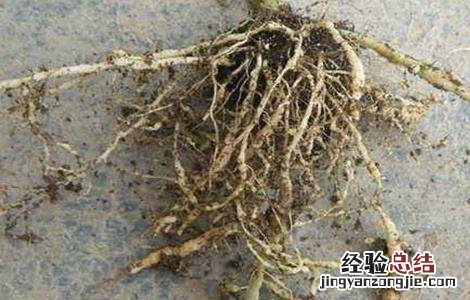 猕猴桃的常见病虫害及防治方法有哪些 猕猴桃的常见病虫害及防治方法