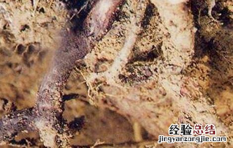 猕猴桃的常见病虫害及防治方法有哪些 猕猴桃的常见病虫害及防治方法