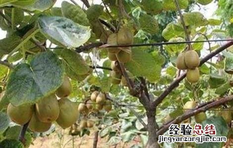 猕猴桃果皮发绿怎么办 猕猴桃果皮发绿怎么办呢