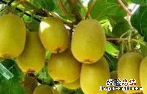 猕猴桃果皮发绿怎么办 猕猴桃果皮发绿怎么办呢