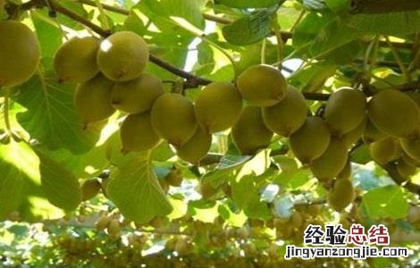 猕猴桃果皮发绿怎么办 猕猴桃果皮发绿怎么办呢