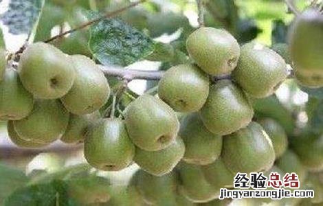 猕猴桃果皮发绿怎么办 猕猴桃果皮发绿怎么办呢