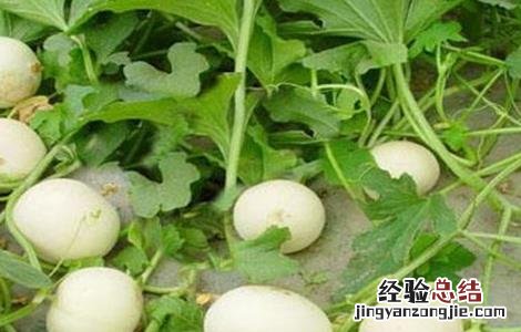 香瓜不甜怎么办 香瓜不甜怎么办?