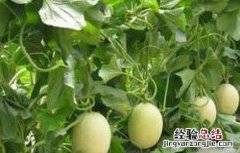 香瓜不甜怎么办 香瓜不甜怎么办?