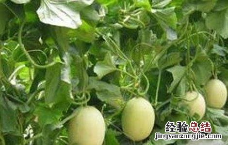 香瓜不甜怎么办 香瓜不甜怎么办?