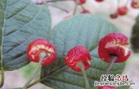 樱桃裂果的原因和防护措施图片 樱桃裂果的原因和防护措施