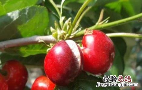 樱桃裂果的原因和防护措施图片 樱桃裂果的原因和防护措施
