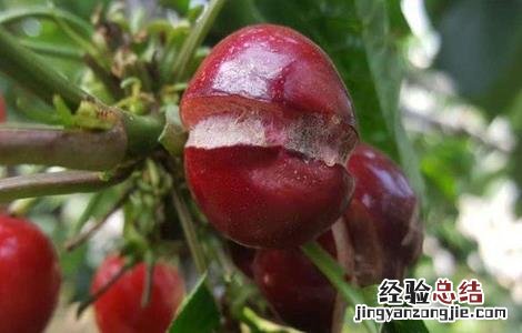 樱桃裂果的原因和防护措施图片 樱桃裂果的原因和防护措施