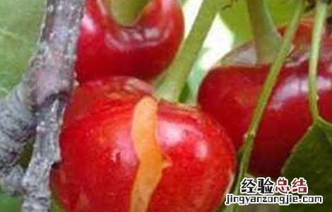 樱桃裂果的原因和防护措施图片 樱桃裂果的原因和防护措施