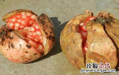 石榴裂果的原因及解决方法 石榴裂果的原因及解决方法宁晋天气