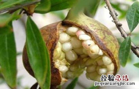 石榴裂果的原因及解决方法 石榴裂果的原因及解决方法宁晋天气