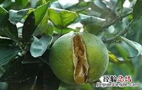 石榴裂果的原因及解决方法 石榴裂果的原因及解决方法宁晋天气