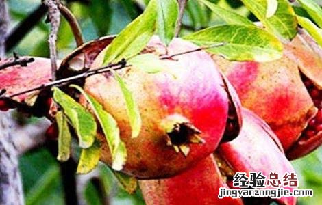 石榴裂果的原因及解决方法 石榴裂果的原因及解决方法宁晋天气