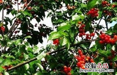 樱桃种植的注意事项 樱桃种植的注意事项是什么