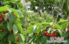 樱桃种植的注意事项 樱桃种植的注意事项是什么
