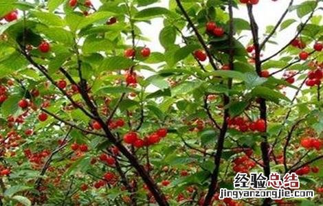 樱桃种植的注意事项 樱桃种植的注意事项是什么