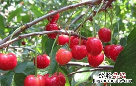 樱桃种植的注意事项 樱桃种植的注意事项是什么