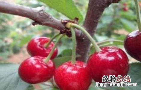樱桃种植的注意事项 樱桃种植的注意事项是什么