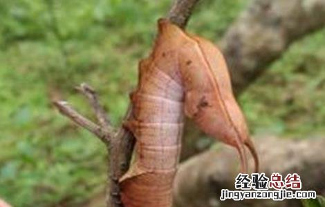 百香果主要病害及防治 百香果的常见病害及防治方法