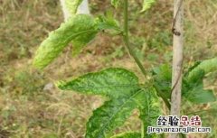 百香果主要病害及防治 百香果的常见病害及防治方法