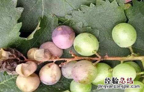 葡萄烂果、软粒的原因和防治方法 葡萄烂果,软粒的原因和防治方法是什么