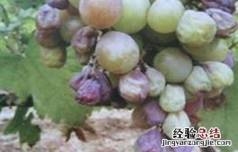 葡萄烂果、软粒的原因和防治方法 葡萄烂果,软粒的原因和防治方法是什么