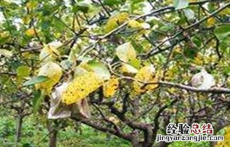 梨树早期落叶的原因和防治方法 梨树早期落叶的原因和防治方法视频