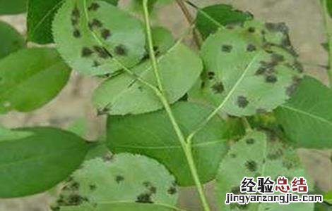 梨树早期落叶的原因和防治方法 梨树早期落叶的原因和防治方法视频