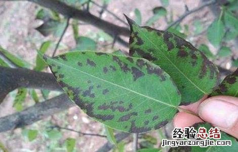 梨树早期落叶的原因和防治方法 梨树早期落叶的原因和防治方法视频