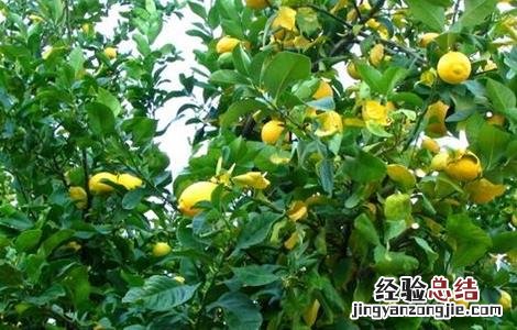 柠檬的种植方法及生长环境 柠檬的种植方法