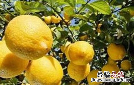 柠檬的种植方法及生长环境 柠檬的种植方法