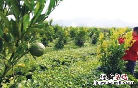 柠檬的种植方法及生长环境 柠檬的种植方法