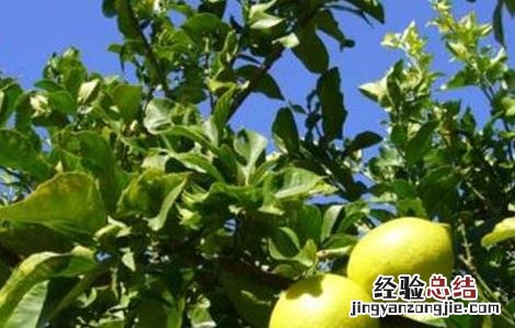 柠檬的种植方法及生长环境 柠檬的种植方法