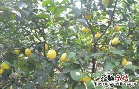 柠檬的种植方法及生长环境 柠檬的种植方法