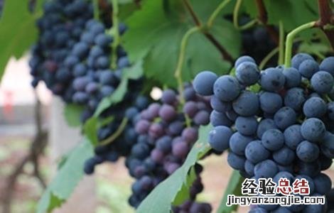 巨峰葡萄一般几月上市 巨峰葡萄几月份成熟上市