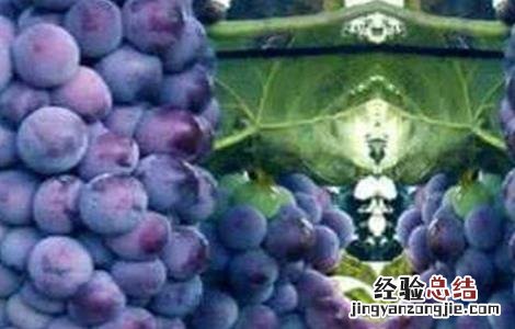 巨峰葡萄一般几月上市 巨峰葡萄几月份成熟上市