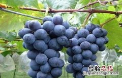 巨峰葡萄一般几月上市 巨峰葡萄几月份成熟上市