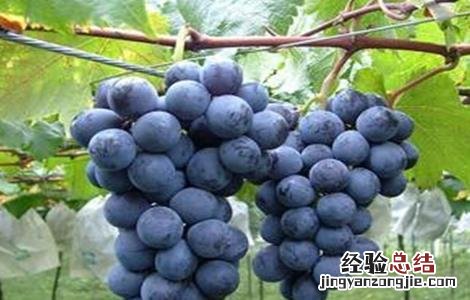 巨峰葡萄一般几月上市 巨峰葡萄几月份成熟上市